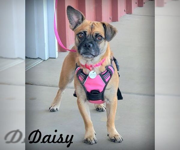 Medium Photo #1 Pug-Unknown Mix Puppy For Sale in Tustin, CA, USA