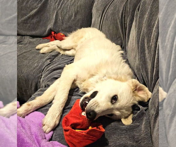 Medium Photo #4 Great Pyrenees-Retriever  Mix Puppy For Sale in Westmont, IL, USA