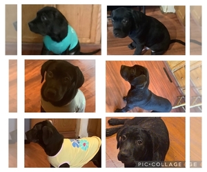 American Mastiff-Cane Corso Mix Puppy for sale in BORDEN, IN, USA