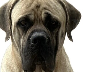 Father of the Mastiff puppies born on 11/05/2025