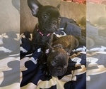 Small Photo #5 French Bulldog Puppy For Sale in LOMA LINDA, CA, USA