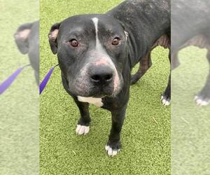 American Pit Bull Terrier Dogs for adoption in Fayetteville, NC, USA