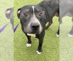 Small American Pit Bull Terrier