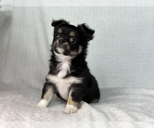 Chihuahua Puppy for sale in BEAUMONT, TX, USA