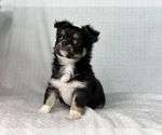 Small Photo #1 Chihuahua Puppy For Sale in BEAUMONT, TX, USA