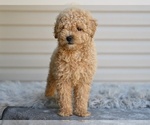 Small #3 Poodle (Miniature)