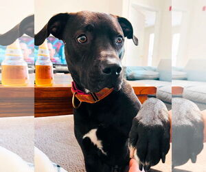 Astro - Male Boxador Dog for Adoption - Photo #4