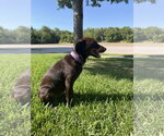 Small #1 German Shorthaired Lab
