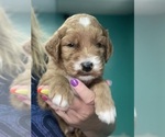 Small #3 Goldendoodle