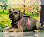 Small #9 American Pit Bull Terrier Mix