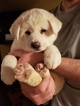 Small Photo #3 Akita Puppy For Sale in CEDAR MILLS, MN, USA