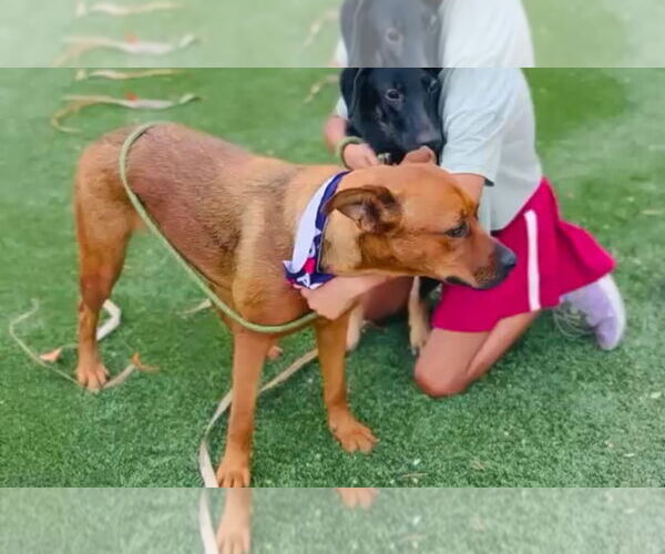 Medium Photo #12 Boxer-Unknown Mix Puppy For Sale in Dana Point, CA, USA