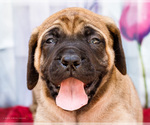 Small Photo #31 Mastiff Puppy For Sale in WAKARUSA, IN, USA
