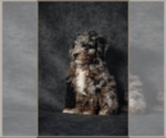 Puppy 2 Poodle (Miniature)