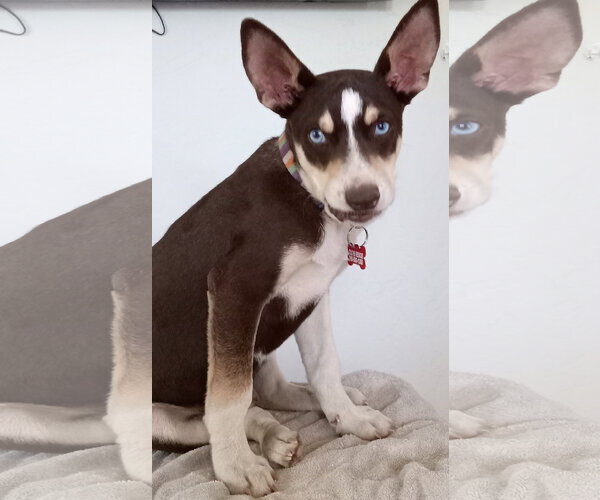 Medium Photo #8 Australian Kelpie-Unknown Mix Puppy For Sale in Escondido, CA, USA