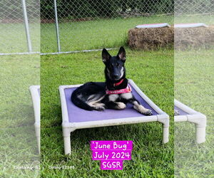 German Shepherd Dog Dogs for adoption in Mooresville, NC, USA