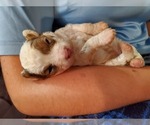 Small #18 Bernedoodle (Miniature)