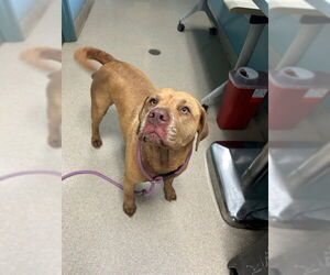 Labrador Retriever Dogs for adoption in Newton, NC, USA