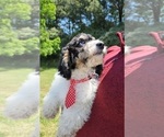 Small Photo #5 Cavalier King Charles Spaniel-Cavapoo Mix Puppy For Sale in HAMPTON, VA, USA
