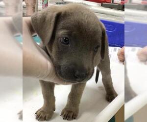 German Shepherd Dog-Unknown Mix Dogs for adoption in Riverside, CA, USA