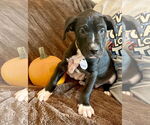 Small #10 Great Dane-Labrador Retriever Mix