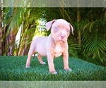 Small Photo #8 American Bully Puppy For Sale in DELTONA, FL, USA
