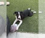 Small #1 American Pit Bull Terrier-Bull Terrier Mix