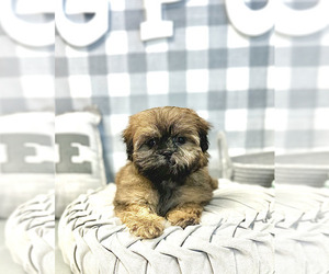 Poodle (Miniature)-ShihPoo Mix Puppy for sale in MARIETTA, GA, USA