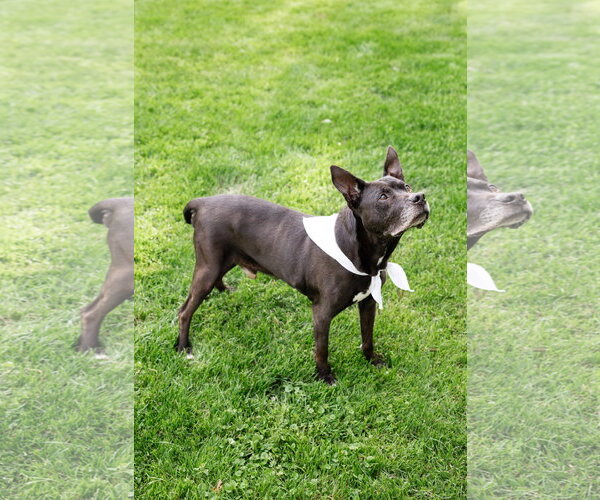 Medium Photo #17 Mutt Puppy For Sale in Crete, IL, USA