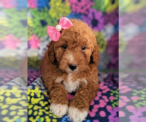 Medium Photo #6 Goldendoodle-Poodle (Miniature) Mix Puppy For Sale in LANCASTER, PA, USA