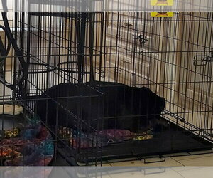Rosie VIII - Female Boxer Dog for Adoption - Photo #3