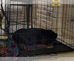 Small Photo #3 Boxer Puppy For Sale in Austin, TX, USA