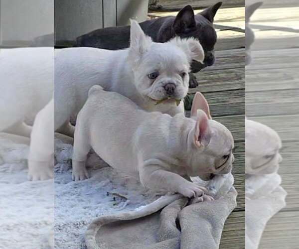 Medium Photo #5 French Bulldog Puppy For Sale in BOSTON, KY, USA