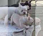 Diamond - Female French Bulldog Puppy for Sale - Photo #5
