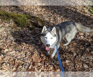 Skylar *foster needed* - Male - Mix Dog for Adoption - Photo #17