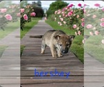 Small Photo #9 German Shepherd Dog Puppy For Sale in KELLER, TX, USA