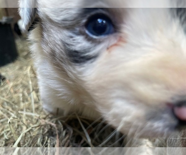 Medium Photo #2 Border Collie Puppy For Sale in MOSIER, OR, USA