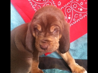Bloodhound Puppy for sale in AURORA, MO, USA