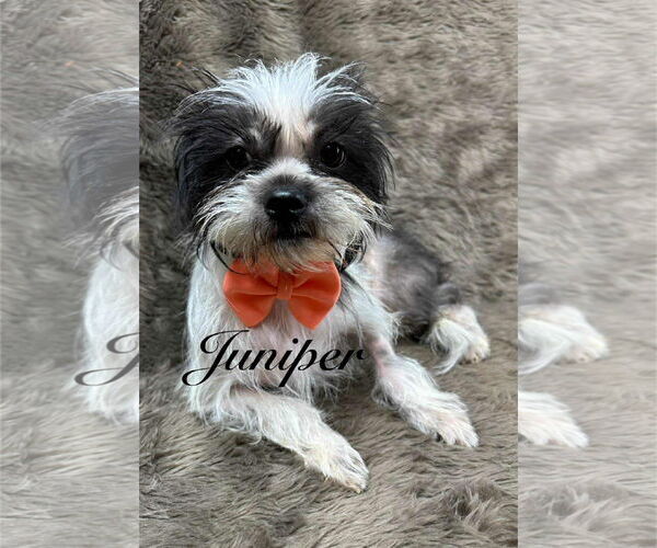 Medium Photo #4 Shih Tzu-Unknown Mix Puppy For Sale in Grafton, WI, USA