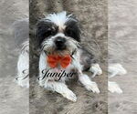 Small #3 Shih Tzu Mix