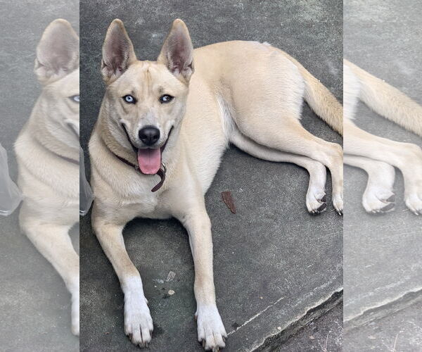 Medium Photo #1 Siberian Husky-Unknown Mix Puppy For Sale in Miami, FL, USA