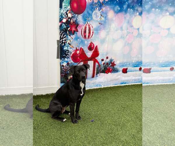 Medium Photo #3 Labrador Retriever-Unknown Mix Puppy For Sale in Pompano Beach , FL, USA