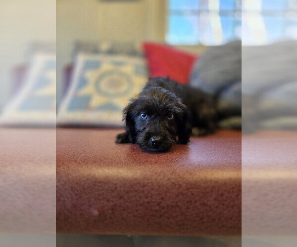 Medium Photo #4 Poodle (Miniature)-Unknown Mix Puppy For Sale in Osgood, IN, USA