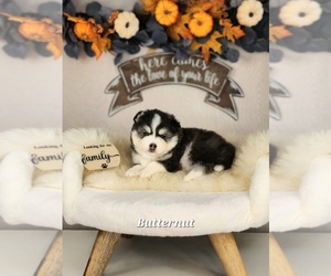 Pomsky Puppy for sale in MILACA, MN, USA