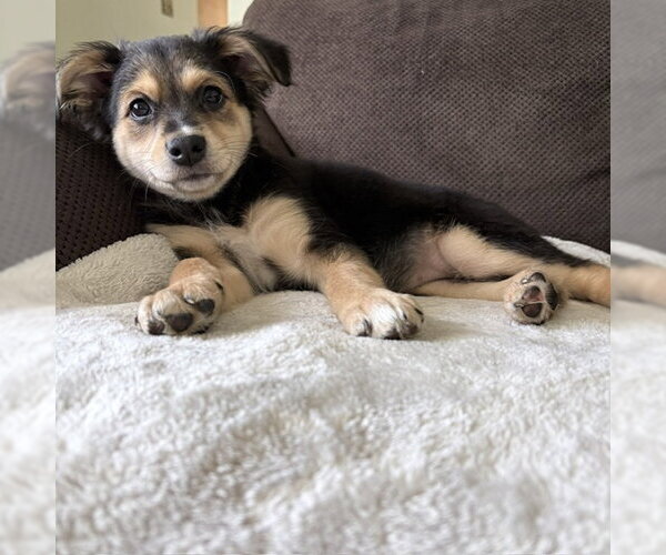 Medium Photo #3 Mutt Puppy For Sale in Genesee, WI, USA