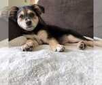 Small #2 Mutt