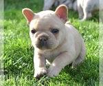 Small #2 French Bulldog