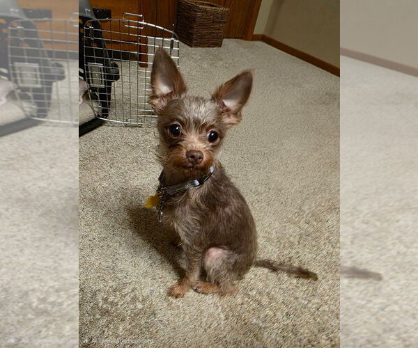 Medium Photo #1 Mutt Puppy For Sale in Andover, MN, USA