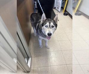 Siberian Husky Dogs for adoption in Stockton, CA, USA