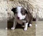 Small Photo #7 Border Collie Puppy For Sale in HORSESHOE BEND, ID, USA